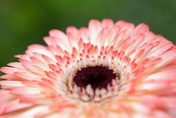Pink gerbera flower with selective focus, macro.