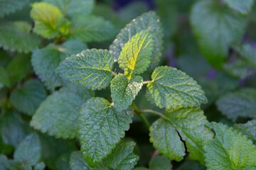 melissa mint leaves fresh from the garden © Gabriela Bertolini/Wirestock Creators