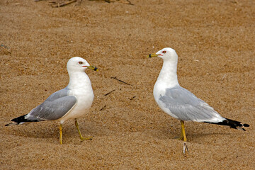 seagulls on the beach