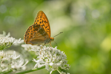 Fototapeta na wymiar Silver-washed fritillary butterfly (Argynnis paphia) in backlight.