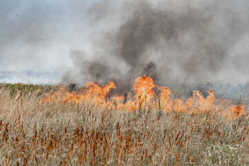 Forest Fires
