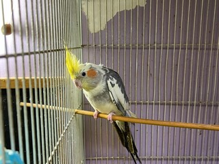 Yellow cocktail parrot inside a small cage