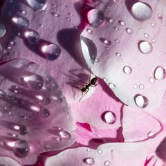 An ant walking on a peony with drops 