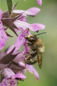 Vertical closeup on a Fork-tailed Flower bee, Anthophora furcata on a purple marsh woundwort flower