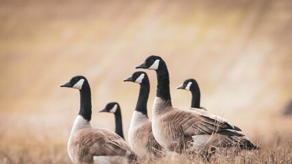 Closeup of Canadian geese in a field with a blurred background - obrazy, fototapety, plakaty