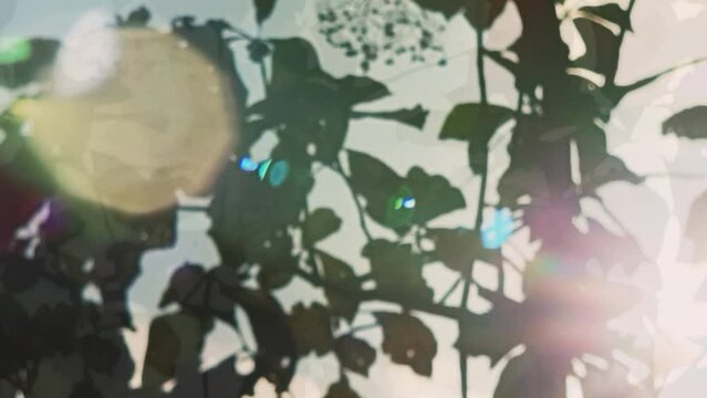 Dramatic sunlight between the leaves of the trees, with beautiful glare in the form of rectangular bokeh, perfect for cinematic video , light flare 