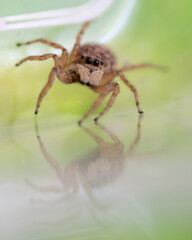 salticidae