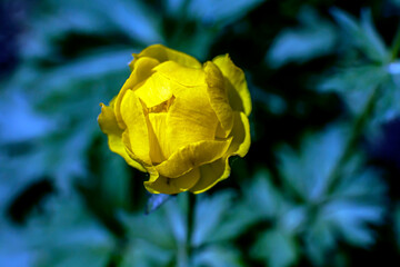 yellow blooming european swimsuit in the garden