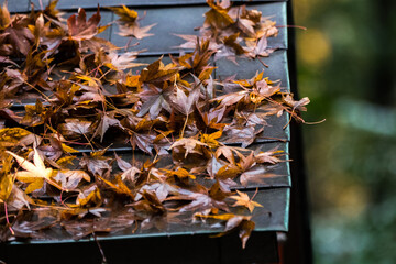 Autumn leaves in the nature