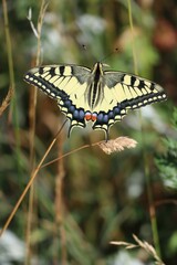 Swallowtail on Blade of Grass