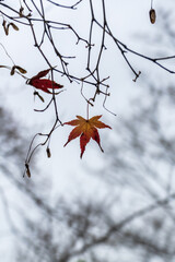 Autumn leaves in the nature