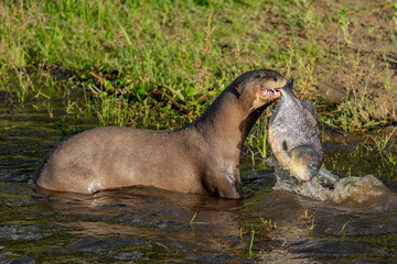 Fototapeta premium Giant Otter