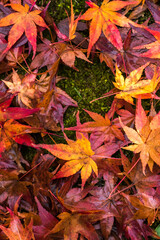 Autumn leaves in the nature