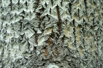 Aspen bark with deep diamond shaped cracks. Populus tremula