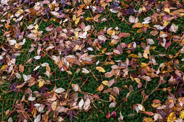 Autumn leaves in the nature