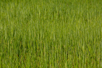 Green field and grass, Field of growing wheat in Turkey