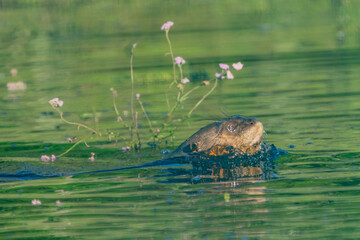 Giant Otter