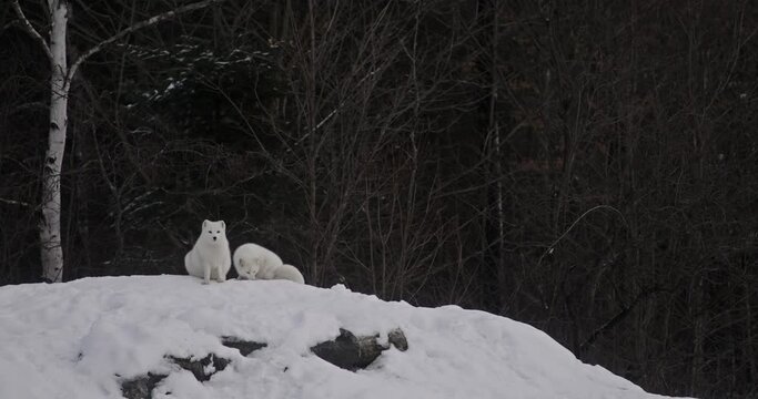 a pair of arctic fox in the winter on snow hill