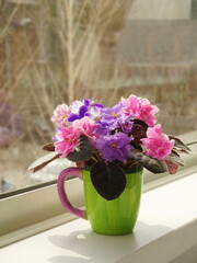 Saintpaulias on windowsill, with violet and pink flowers in a green pot.  Blooming violets, side view.