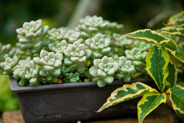 多肉植物　寄せ植え