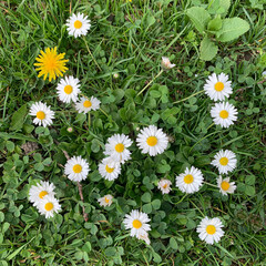 Fototapeta premium Field small daisies close-up against the background of juicy green grass