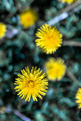 yellow dandelion flower