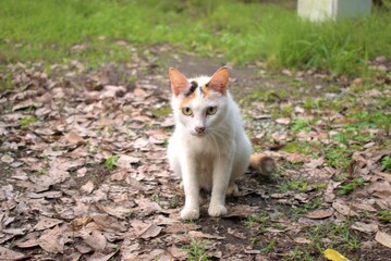 大分県　別府市　朝見で撮影した白猫