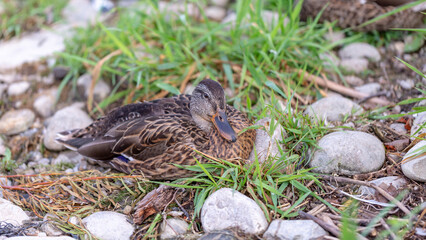 duck nesting
