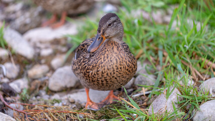 duck in the grass