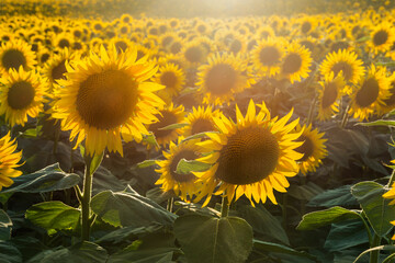 Yellow sunflower's field, Italy