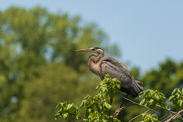 Great Blue Heron sitting in a tree in Ohio 