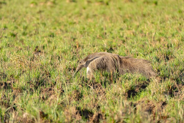 Giant Anteater
