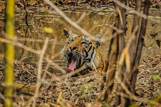 Selective focus shot of a tiger yawning and lying near a water