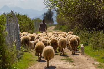 A shepherd grazing his sheep