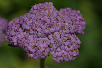 Common yarrow