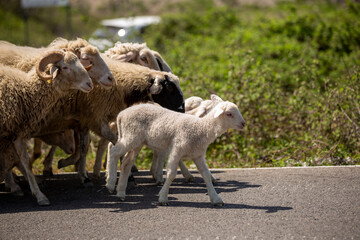 A flock of sheep and a little lamb