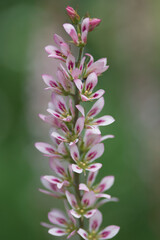 Francoa sonchifolia (Bridal Wreath)