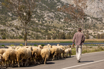 A shepherd grazing his sheep