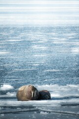 Atlantic walrus (Odobenus rosmarus rosmarus) resting on the ice