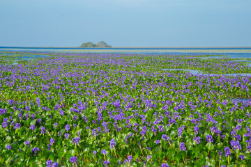 Fototapeta premium Beautiful landscape