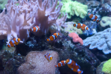 Naklejka na ściany i meble Anemonefish swim under water. Ocellaris clownfish in aquarium.