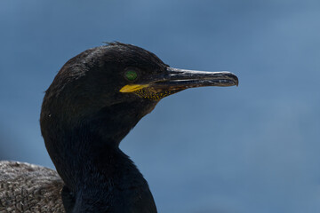 Close up of a shag