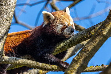 The red panda, Ailurus fulgens, also called the lesser panda.