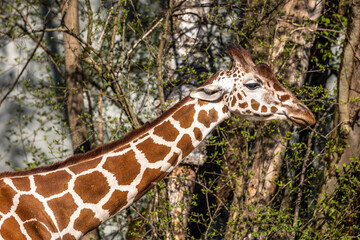 The giraffe, Giraffa camelopardalis is an African mammal