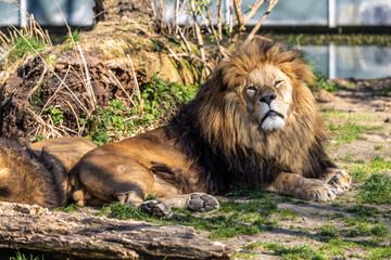 The lion, Panthera leo is one of the four big cats in the genus Panthera