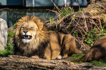The lion, Panthera leo is one of the four big cats in the genus Panthera