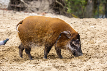 Red river hog, Potamochoerus porcus, also known as the bush pig.