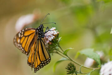 Beautiful monarch butterfly resting on a flower at a Mexican park