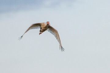 A white ibis flying over marshes near Charleston, SC.