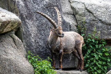 Male mountain ibex or capra ibex on a rock living in the European alps